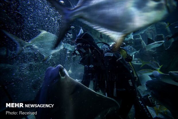 بازدید گردشگران از آکواریوم استانبول