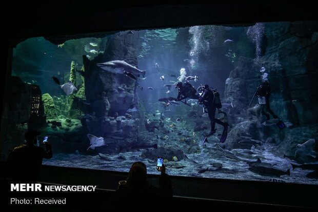 بازدید گردشگران از آکواریوم استانبول