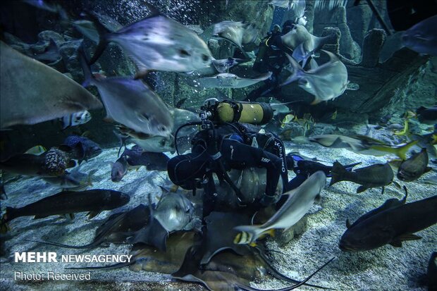 بازدید گردشگران از آکواریوم استانبول