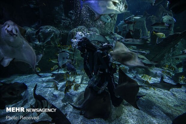 بازدید گردشگران از آکواریوم استانبول