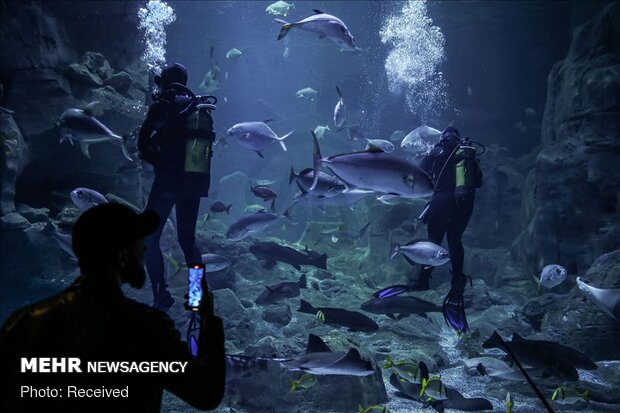 بازدید گردشگران از آکواریوم استانبول