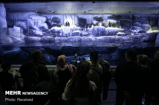 بازدید گردشگران از آکواریوم استانبول