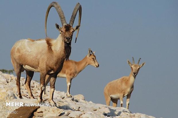 VIDEO: Wildlife of Alborz protected area in N Iran