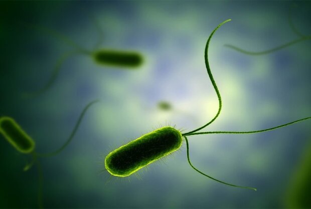 تولید محصولی برای از بین بردن باکتری های مقاوم به آنتی بیوتیک