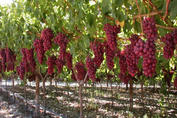 گواهی عمران برای پلاک ثبتی باغ، معادل رای کمیسیون ماه ۱۲ نیست گواهی عمران برای پلاک ثبتی باغ، معادل رای کمیسیون ماه ۱۲ نیست