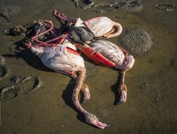 Some 6,000 migratory birds die mysteriously in Miankaleh peninsula