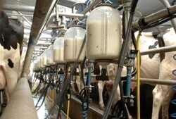 بررسی میزان آفلاتوکسین M۱ در شیر خام گاوداری‌ها توسط پژوهشگران