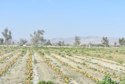 تامین و توزیع ۲۰۰ تن علوفه در مناطق سیل زده کشور