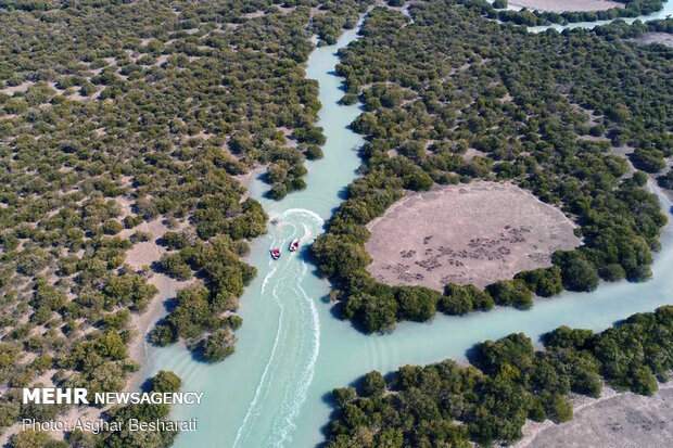 Breathtaking beauty of Qeshm's mangrove forest
