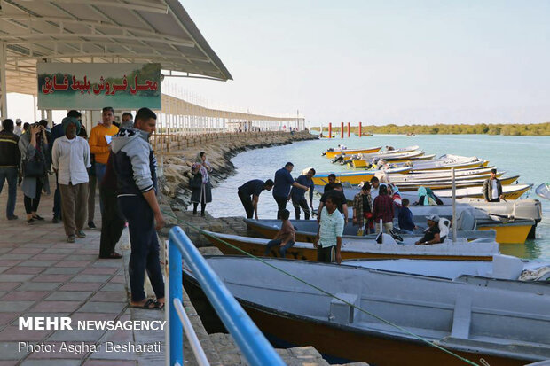 Breathtaking beauty of Qeshm's mangrove forest
