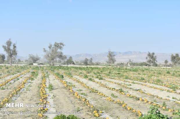 پرداخت تسهیلات بانکی سیل زدگان در سه استان ابلاغ شد