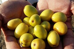 ۸ هزار تن میوه گرمسیری «کُنار» در سیستان و بلوچستان برداشت شد