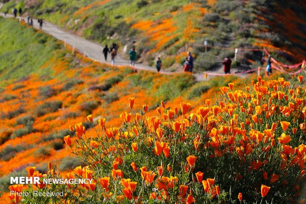 شکوفه های وحشی کالیفرنیا