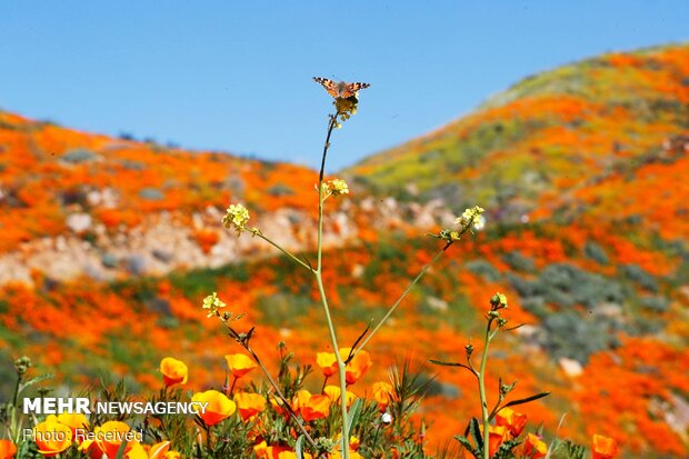 شکوفه های وحشی کالیفرنیا