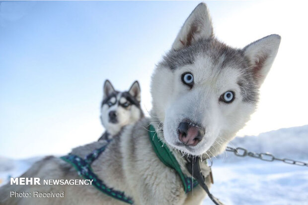 پارک گردشگری «شفق شمالی» روسیه