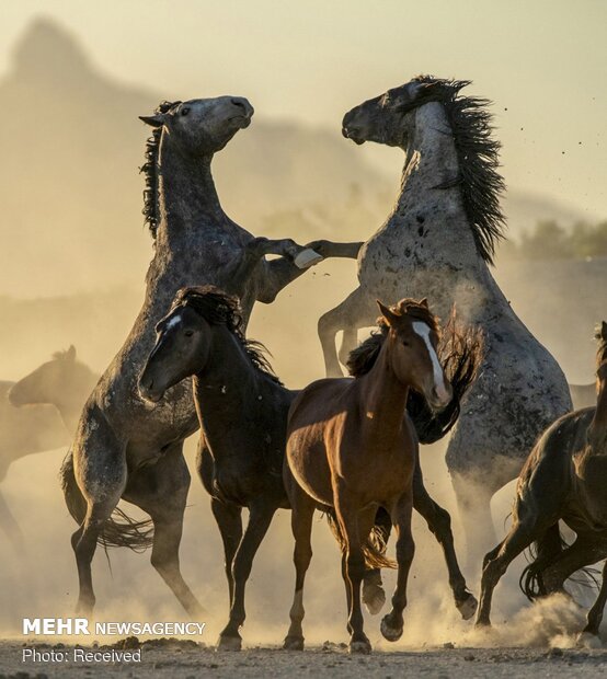 الصورالفائزة في مسابقة تصوير المناظر الطبيعية لعام 2019