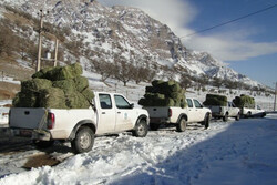 تأمین ۳۰۰ تن علوفه برای عشایر و دامداران گرفتار در برف