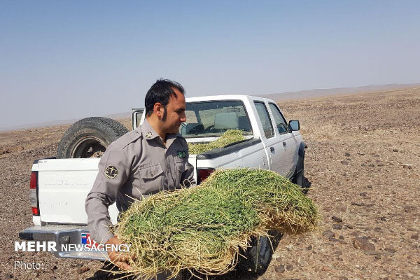 طرح جامع تأمین علوفه تدوین شد