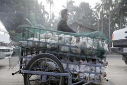 السعودية تبلغ عن تفشي سلالة H5N8 من إنفلونزا الطيور