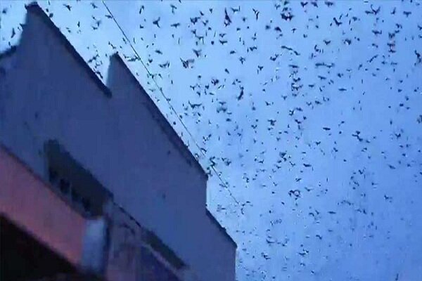 VIDEO: ‘Bat tornado’ invades Queensland town in Australia