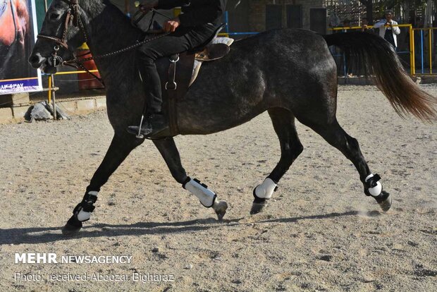 İran'daki at yarışından fotoğraflar