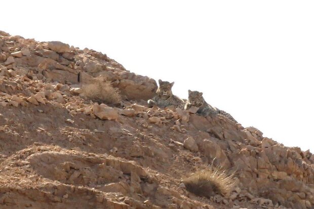 Three Persian leopards spotted in Taleghan, Shahroud