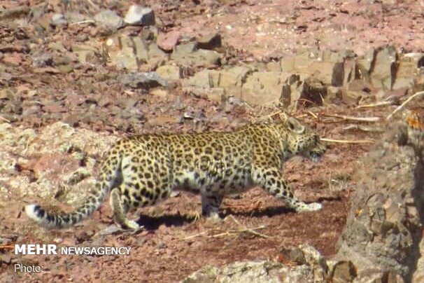 پای گوشت خواران بزرگ جثه به «میان کتل» فارس باز شد پای گوشت خواران بزرگ جثه به «میان کتل» فارس باز شد