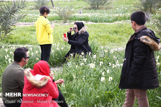 Farmers collect daffodils in Fars province