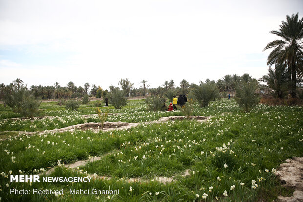 Farmers collect daffodils in Fars province