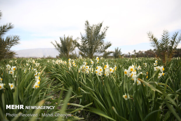 Farmers collect daffodils in Fars province