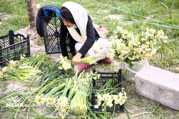 Farmers collect daffodils in Fars province