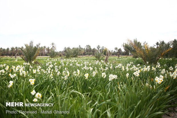 Farmers collect daffodils in Fars province