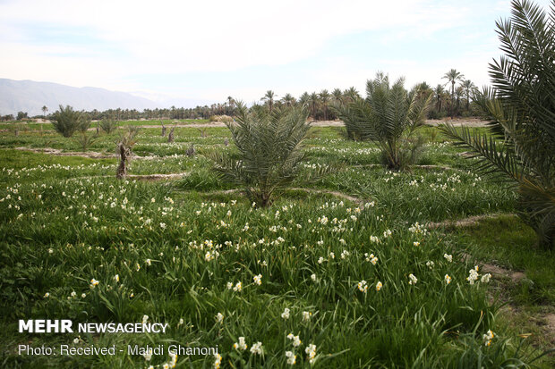 Farmers collect daffodils in Fars province