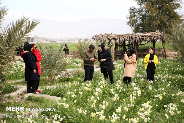 Farmers collect daffodils in Fars province