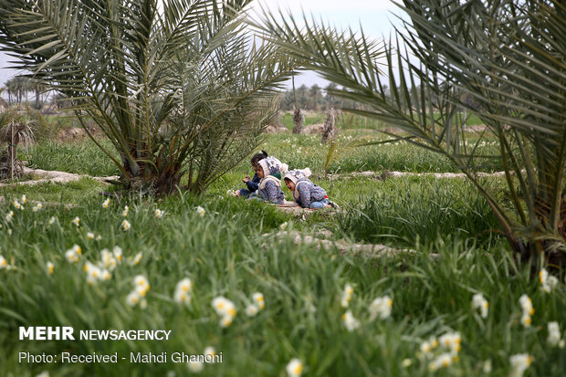 آخرین روزهای برداشت گل نرگسFarmers collect daffodils in Fars province