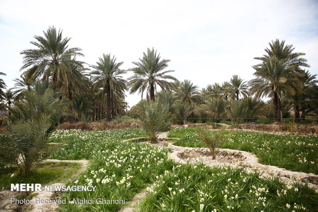 Farmers collect daffodils in Fars province