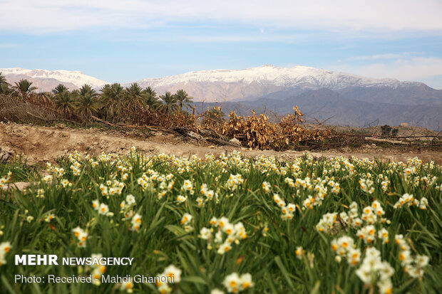 Farmers collect daffodils in Fars province