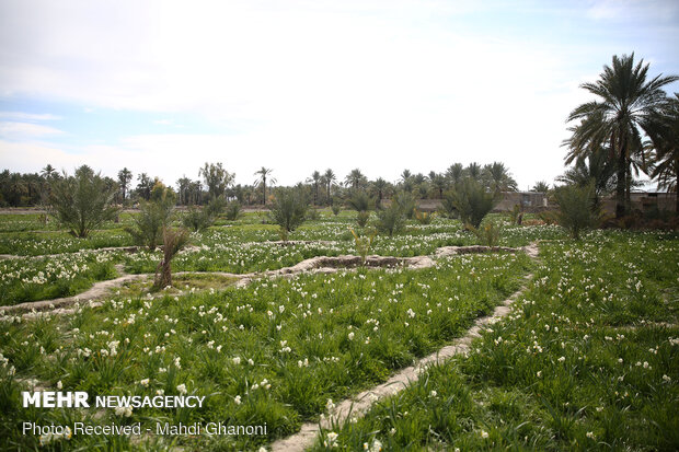 Farmers collect daffodils in Fars province