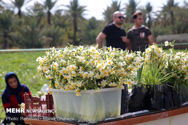 Farmers collect daffodils in Fars province