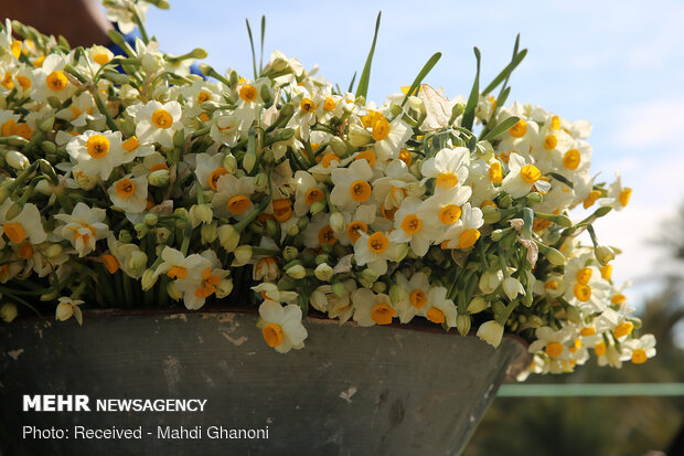 Farmers collect daffodils in Fars province