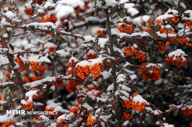 Heavy snow, freezing weather prompts closure of schools in Ardebil Prov.
