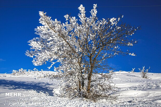 Bojnourd’s snowy nature