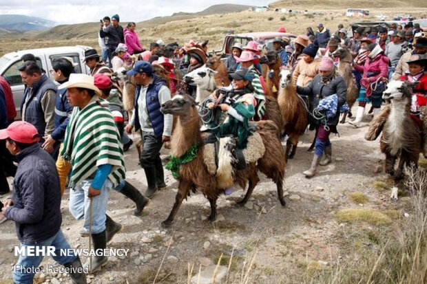 مسابقه لاماسواری در پارک ملی اکوادور
