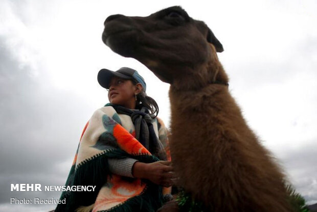 مسابقة ركوب حيوان ال"لاما" في الحديثة الوطنية بالإكوادور