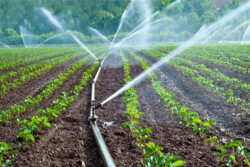 ۴۲ درصد مزارع و باغات استان بوشهر به سیستم نوین آبیاری تجهیز شد
