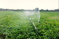 ۶۴ هزار هکتار از اراضی کشاورزی به سیستم آبیاری نوین مجهز شدند