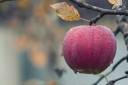 تولید پوشش خوراکی برای بهبود ماندگاری میوه‌ها