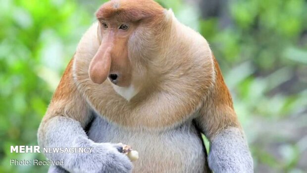 گونه های عجیب میمون ها