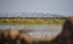 شناسایی ۴ دامگاه غیرمجاز زنده گیری پرندگان در تالاب هورالعظیم