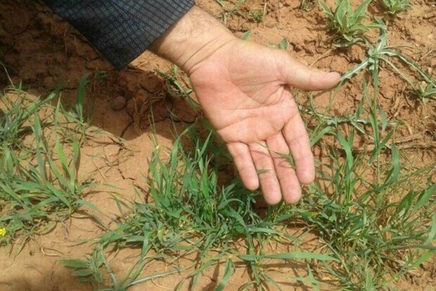 ۱۲ هزار تن بذر در بین کشاورزان شهرستان دهلران توزیع می شود 